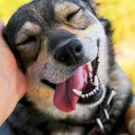Can Dog Ownership Improve Your Well-Being?